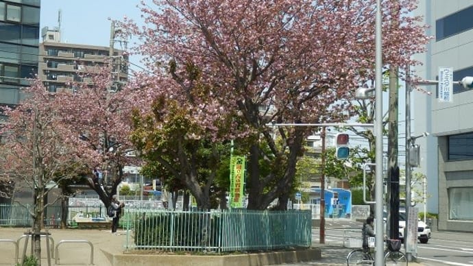 八重桜　なんとか共演　ハナミズキ（脇田本町公園）
