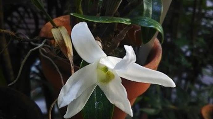 我が家に咲いた6月の花