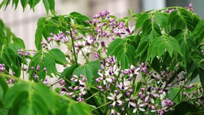 栴檀(せんだん)の花が咲き出す
