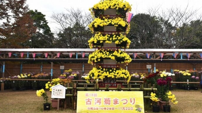 古河菊まつり No.1