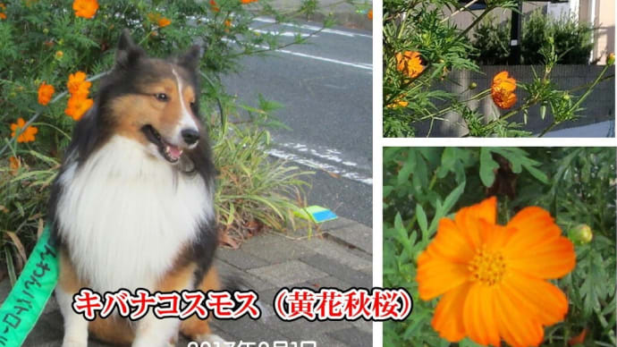 小次郎と秋の草花 - キバナコスモス(黄花秋桜) -