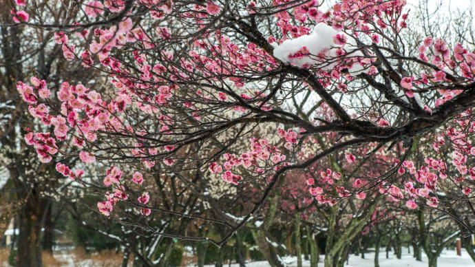如月の立春　残雪の第二公園梅林