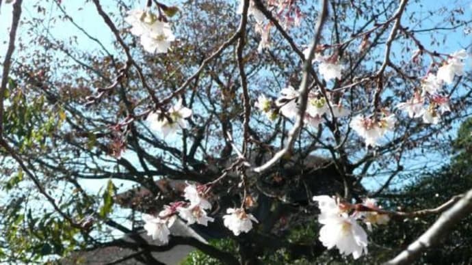二季咲桜