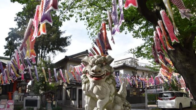 散歩道 板橋の熊野神社鳥居とこいのぼりが一面 46