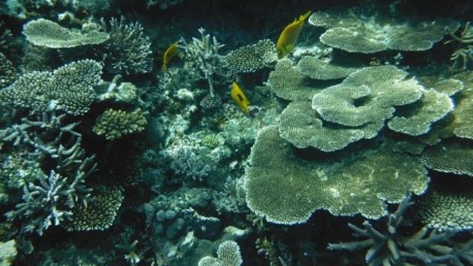 宮古島の旅（No６）八重干瀬のサンゴ礁に潜ってみた
