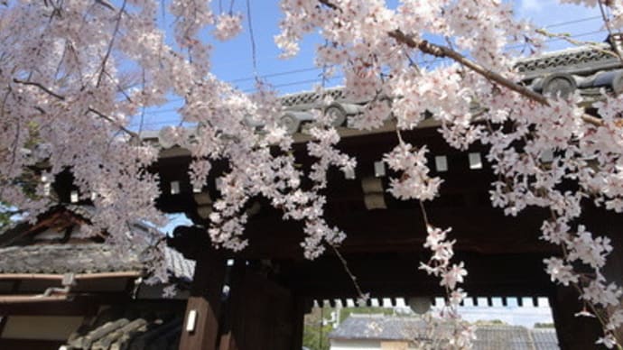2020年・上品蓮台寺の桜　＠　京都妖怪探訪（６９３）