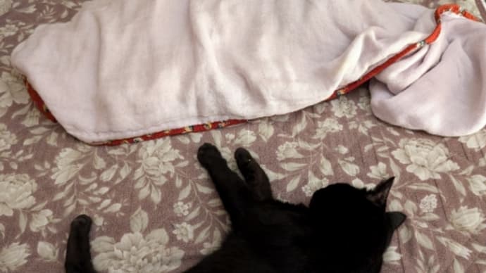 黒猫vs黒猫