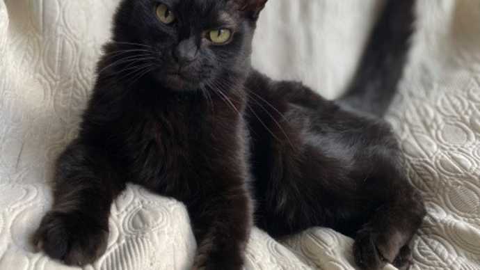 ハッシュタグ 猫のおでき Goo Blog Gooブログ