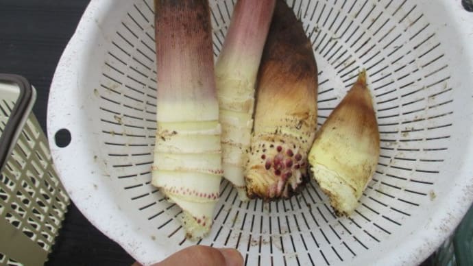 新たなタケノコは見つからなかった。