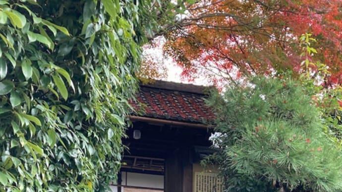 3年ぶりの京都日帰り旅(金福寺・下鴨神社)