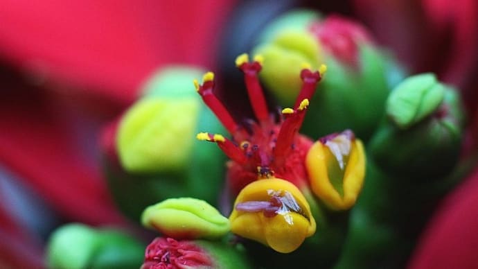 ポインセチアの 花はどこへ行った?