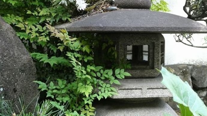セッコク の花が見頃になりました。