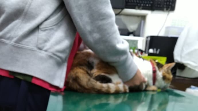 つぶあん、ステロイド投与3日目