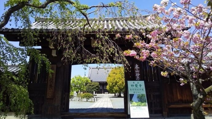京都・’２２桜「妙覚寺」八重桜