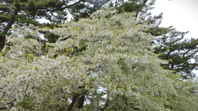 桜 ③ オオシマザクラ 、ダイギザクラ、不明のサクラ2種