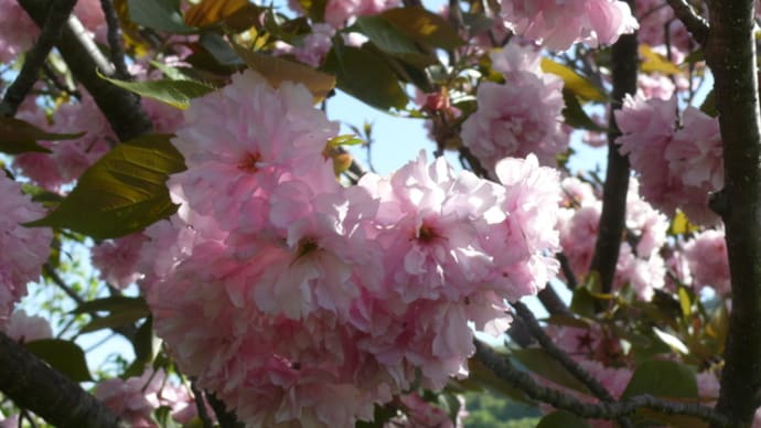 一関市東山町松川の八重桜①2024年4月28日（日）