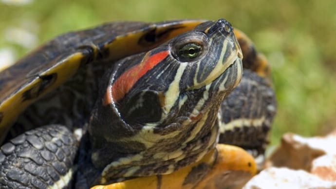 ある動物保護施設の叫び