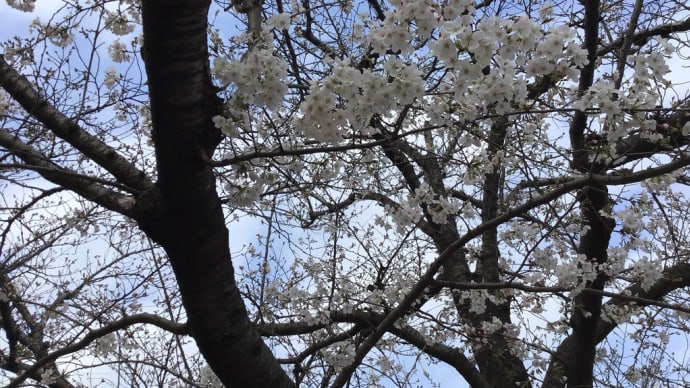 柳橋公園の桜 東側五分咲き 西側三分咲き
