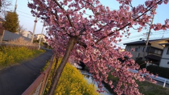 小学校前の小川の河津桜