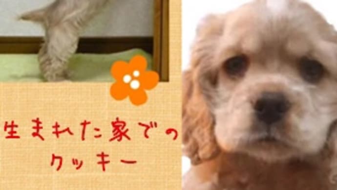 クー