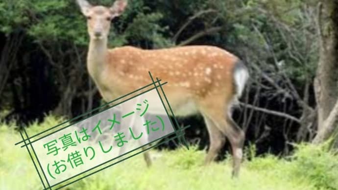 『富士山からの帰り道で鹿を轢きそうに···』