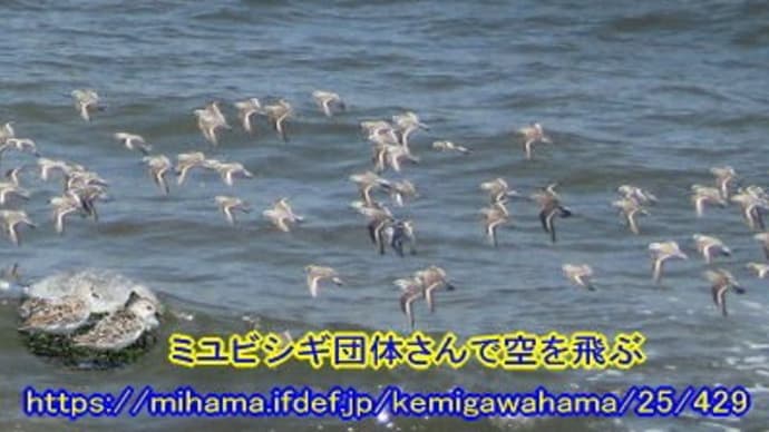 昭和の日Photo散歩は検見が浜