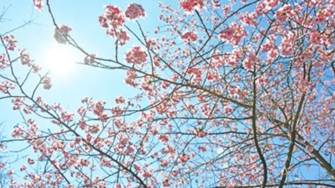 桜咲く