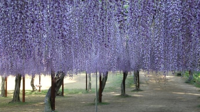 和気町藤公園の藤まつり~2025年5月5日
