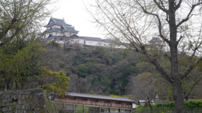 和歌山城の桜 2014