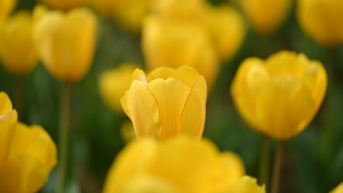 ◆満開のチューリップ（のさか花の広場/匝瑳市）