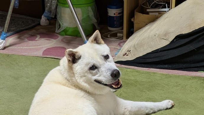 少しは慣れた?