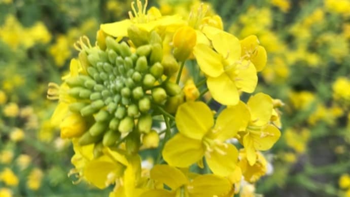 市原の花