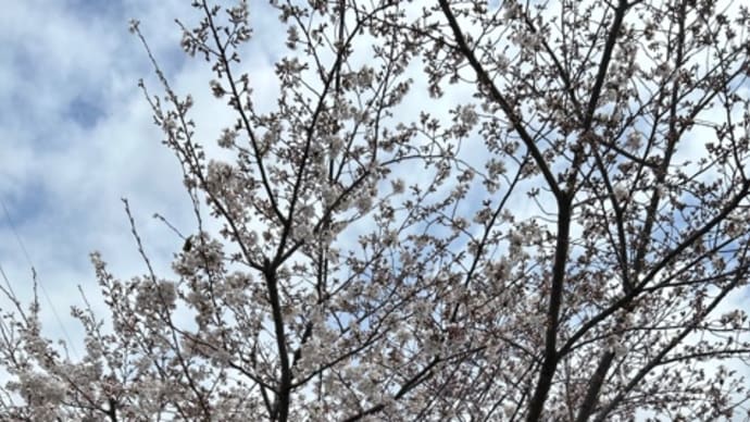 城南荘の桜 2024
