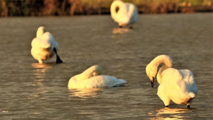 ~夕陽を浴びた「白鳥」の姿は、一段と美しいのである。 ~