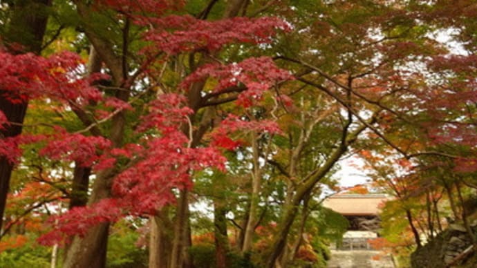 2020年山科・毘沙門堂の紅葉　＠　京都妖怪探訪（７１７）