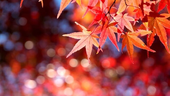 東山植物園の紅葉