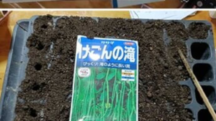 ササゲの種を蒔きました