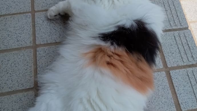 仕事場に遊びに来る猫ちゃん 木星の魔女