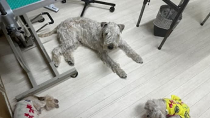 1週間のお仕事が無事終了いたしました~!!