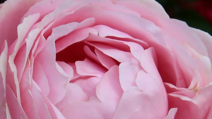 ロイズ本社の秋の薔薇6-2