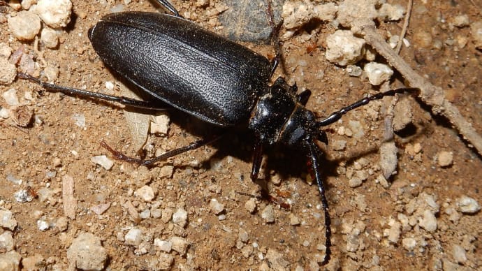 ノコギリカミキリ♀(死骸)20190807・ノコギリカミキリ?♂(死骸)0726