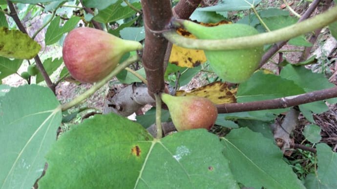 イチジク「蓬莱柿」を収穫する