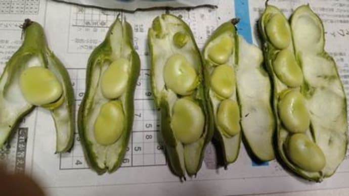 美味しい物