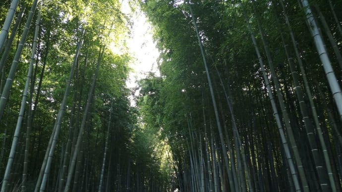 嵯峨(23)竹林の小径