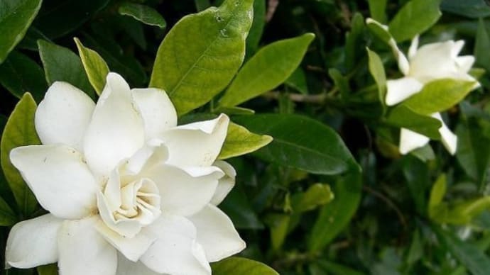 梔子の花も咲き始める