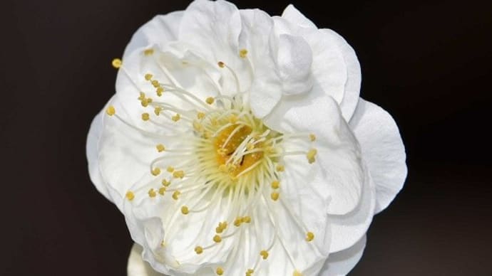 鉢植えの花梅（２）「玉牡丹」