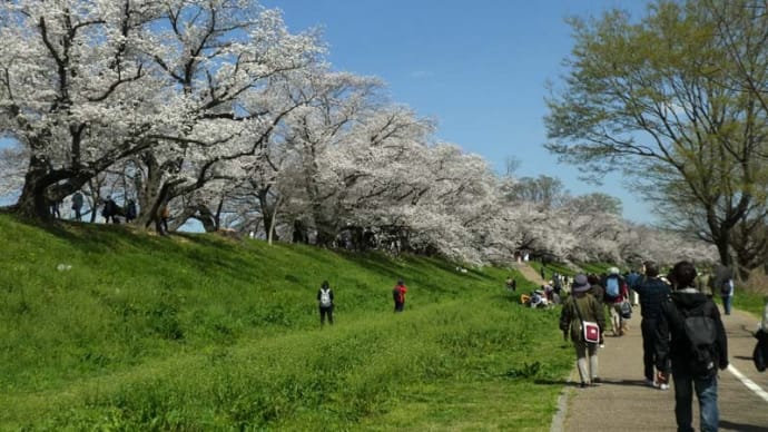 まち歩き　〈京都の桜）
