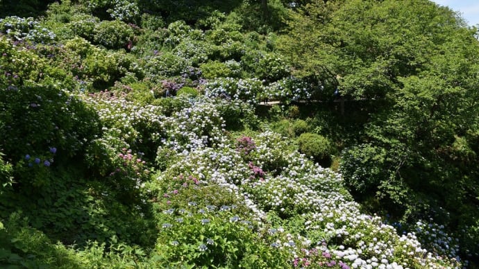 あじさい狩り 静岡県下田市下田公園 第53回伊豆下田温泉あじさい祭(7)あじさい園に入ります