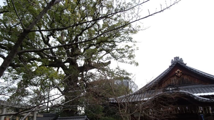 新熊野神社　＠　京都妖怪探訪（８１７）