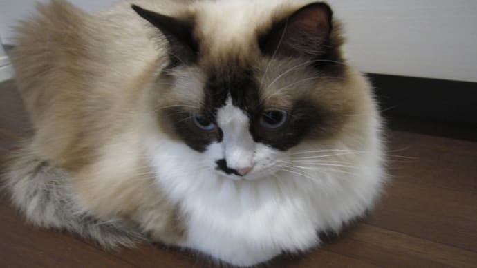 猫日記と主のつぶやき ドキドキすっぞ